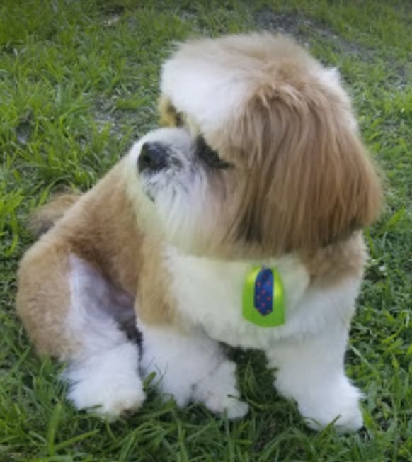 pet
