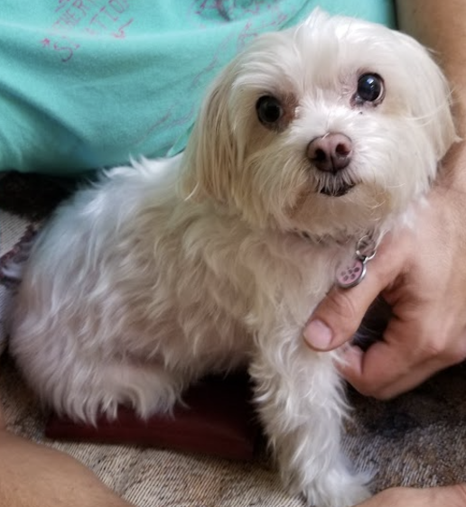 pet